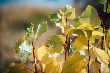 Obraz premium Fall Colors