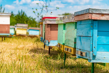 Fototapeta na wymiar Hives in an apiary with bees flying to the landing boards in a green garden. Apiculture.