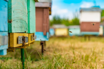 Obraz na płótnie Canvas Hives in an apiary with bees flying to the landing boards in a green garden. Apiary concept.