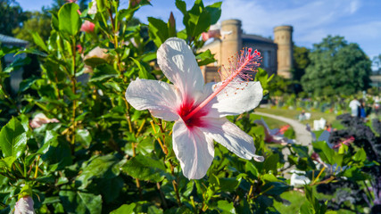 Botanischer Garten Karlsruhe mit Hibiskus © gerhbaum