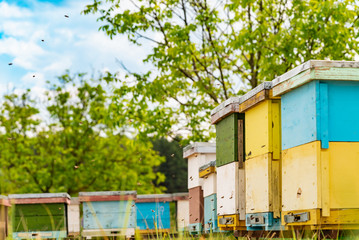 Fototapeta na wymiar Hives in an apiary. Honey bees swarming and flying around their beehive. Bees bring honey.