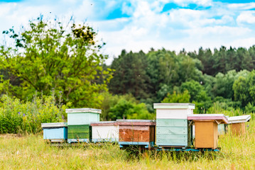 Fototapeta na wymiar Hives in an apiary with bees flying to the landing boards. Life of worker bees. Apiculture.