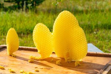 Bees make honey. Bee honey collected in the yellow beautiful honeycomb. Apiculture.