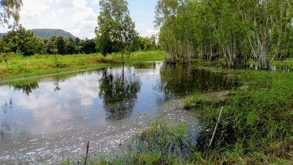 The landscape of the natural marshes has trees, mountains and sky as the background.