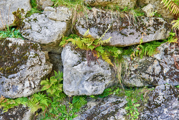 Stone texture with moss and grass