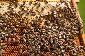 Bees make honey. Bees convert nectar into honey and close it in the honeycomb. Apiculture.