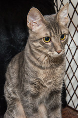 Naklejka premium Grey stripped mixed-breed cat 