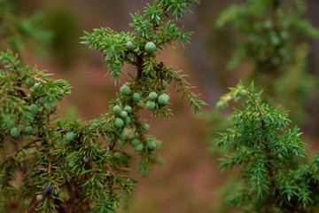 Green juniper bushes in the north finland forest