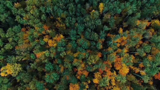 4k aerial view camera moves up from the colorful green golden forest of dense mixed tops of pine and birch trees