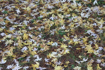 pile of fallen leaves