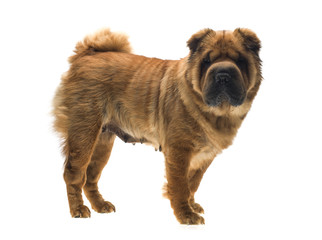 Photographie portrait studio d'un chien Shar-Pei de couleur fauve sable sur fond blanc venant de chine