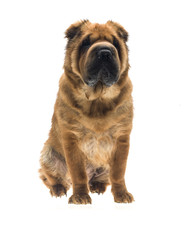 Obraz premium Photographie portrait studio d'un chien Shar-Pei de couleur fauve sable sur fond blanc venant de chine