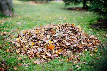 Dry foliage, collected in heaps during cleaning in autumn. Fallen leaves collected in pile. 