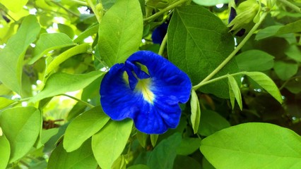 Pea flowers and green leaves.. Have medicinal properties and aesthetic,beauty.