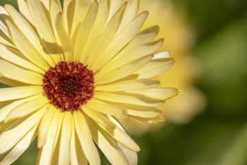 A yellow daisy flower