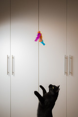 Playful black cat chases feather bait - 226881427
