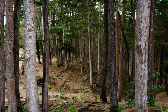 Naturaleza medellin colombia (Parque Arvi) 