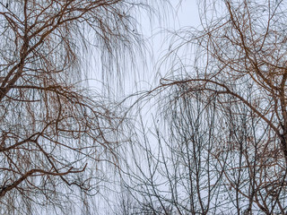 Bare trees against a gray sky