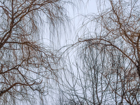 Fototapeta Bare trees against a gray sky