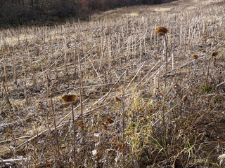 December common sunflower, Helianthus annuus stubble field with dry uncropped flower heads