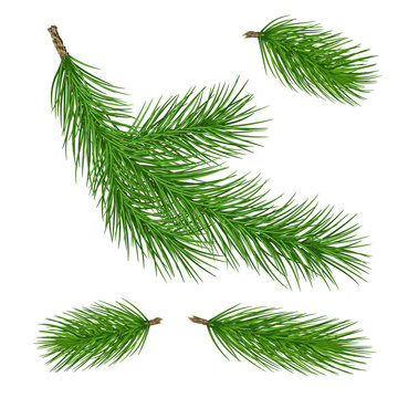 Set of pine branches for christmas design. Pine in a realistic style. Vector .Eps10.
