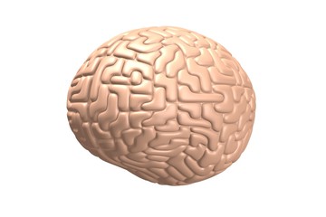 3D human brain isolated on white background