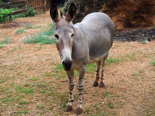 View of one Somali Wild Ass - Equus africanus somaliensis