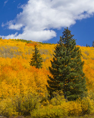 Fototapeta premium Grand Mesa Colors in Fall