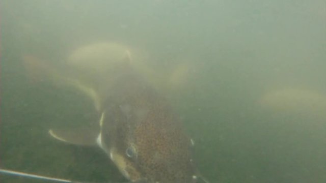 POV, swimming with catfish