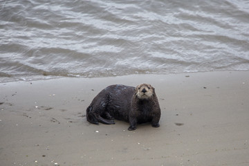 Moss Landing Otter