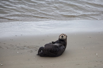 Moss Landing Otter