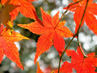 紅葉　もみじ　アップ