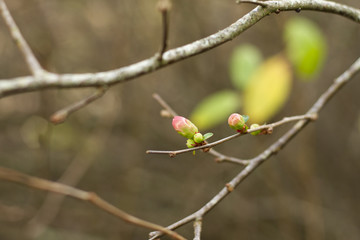 Buds of colors in a gray forest