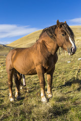 Obraz premium Beautiful brown horse in poses under a blue sky