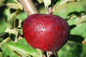 спелое яблоко умытое росой