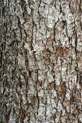 bark of a tree