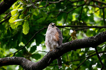 Sparrowhawk uncommon orange female sitting on branch of oak tree. Cute powerful small hawk. Bird in wildlife.