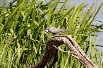 Fototapeta premium Black tern sitting on wood and dropping pellet. Cute agile waterbird. Bird in wildlife.