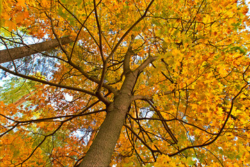 Branches of maple with yellow leaves in the fall.