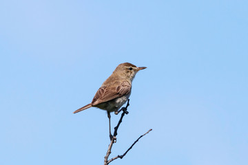 Blyth's reed warbler sitting on branch of bush. Cute little brown songbird. Bird in wildlife.