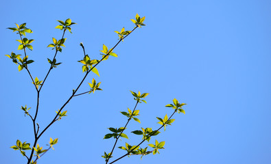 新緑　春　季節