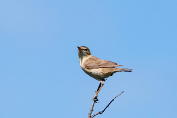 Blyth's reed warbler sitting on branch of bush. Cute little brown songbird. Bird in wildlife.