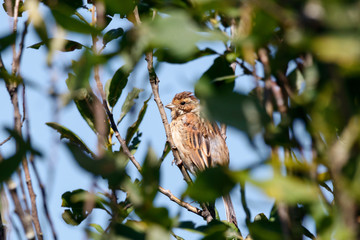 Common reed bunting. Cute spotted brown songbird. Bird in wildlife.