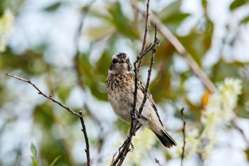 Whinchat young sitting on bush. Cute bright colorful songbird. Bird in wildlife.