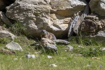 Marmot and his lair in some alpine rocks