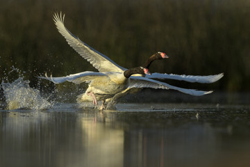 Cisne cuello negro
