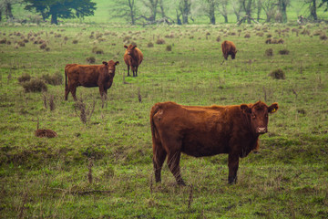 Cows in the field