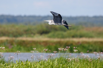 Grey heron in flight. Great graceful bird in wildlife.