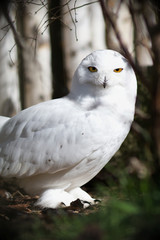 White snow  owl bird.