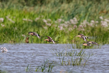 Black-tailed godwits and young ruffs fying above water in plains. Flock of cute bright long-billed shorebirds. Birds in wildlife.